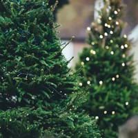 christmas-tree