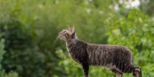 Katze pixabay